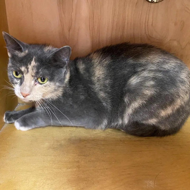 An adult medium-sized female Domestic Short Hair cat named Bisque for adoption in Monroe, LA