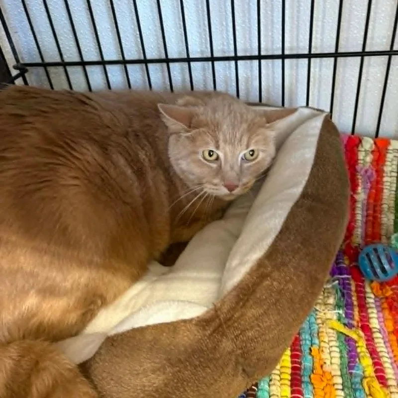 A senior small-sized male Orange / Red Domestic Short Hair cat named El Chapo for adoption in Stephenville, TX