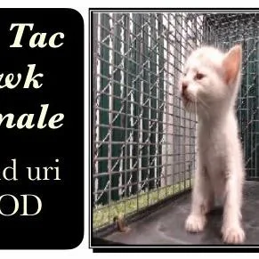 Tic Tac thumbnail 3
