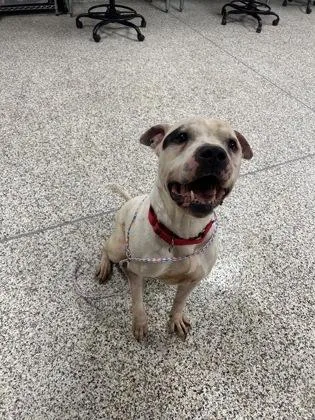 An adult medium-sized male Mixed Breed dog named Chum for adoption in Fairfax, VA