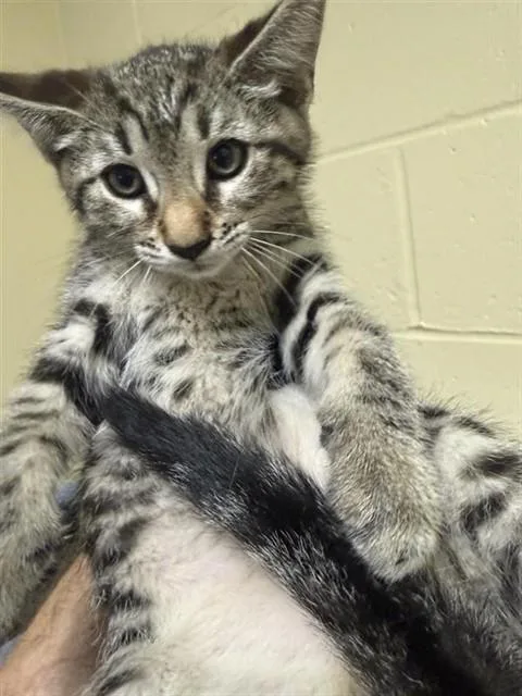 A baby small-sized female Domestic Short Hair cat named Macy for adoption in Sacramento, CA