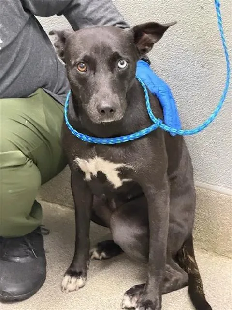 A young large-sized female Border Collie dog named Miss. Poppins for adoption in Las Vegas, NV