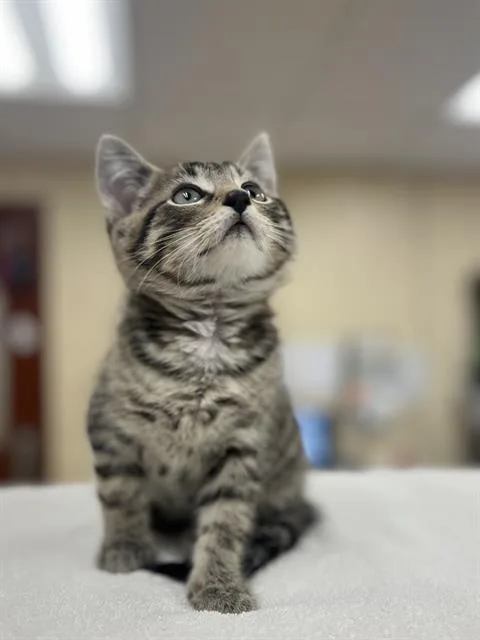 A baby small-sized male Domestic Short Hair cat named Fox for adoption in Aliquippa, PA