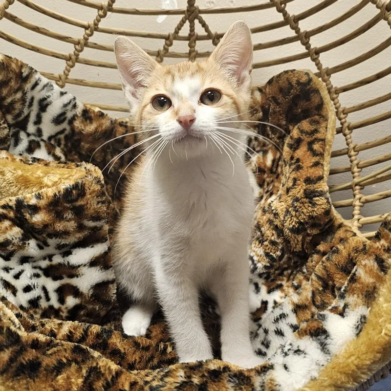 A baby small-sized male Orange / Red Domestic Short Hair cat named Paul for adoption in Monroe, MI