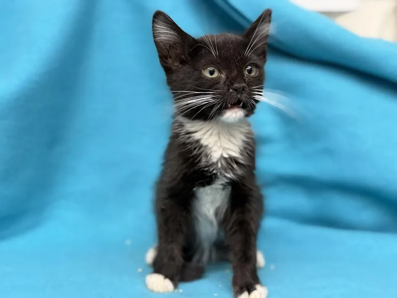 A young small-sized female Black & White / Tuxedo Domestic Short Hair cat named Thrifty for adoption in Oakdale, CA