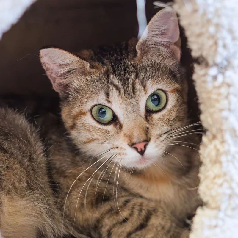 A young small-sized female Domestic Short Hair cat named Manta for adoption in Port Washington, NY