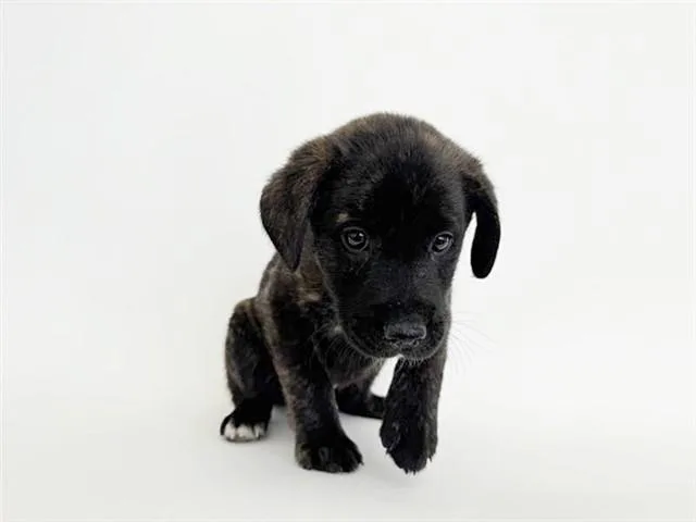 A baby small-sized male Terrier dog named Connor for adoption in Saint Louis, MO
