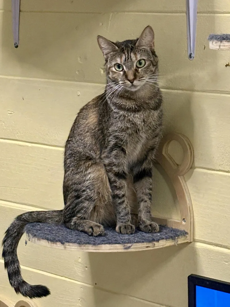 An adult small-sized female Tabby cat named Sally for adoption in Phoenix, AZ