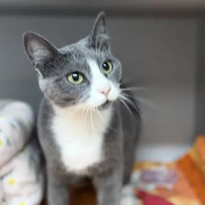 Purrsephone thumbnail 2