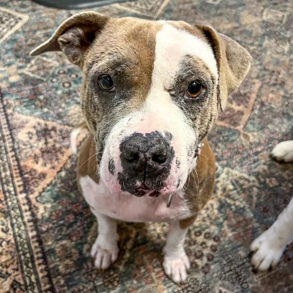 A young medium-sized female Pit Bull Terrier dog named Apricot for adoption in Des Moines, IA