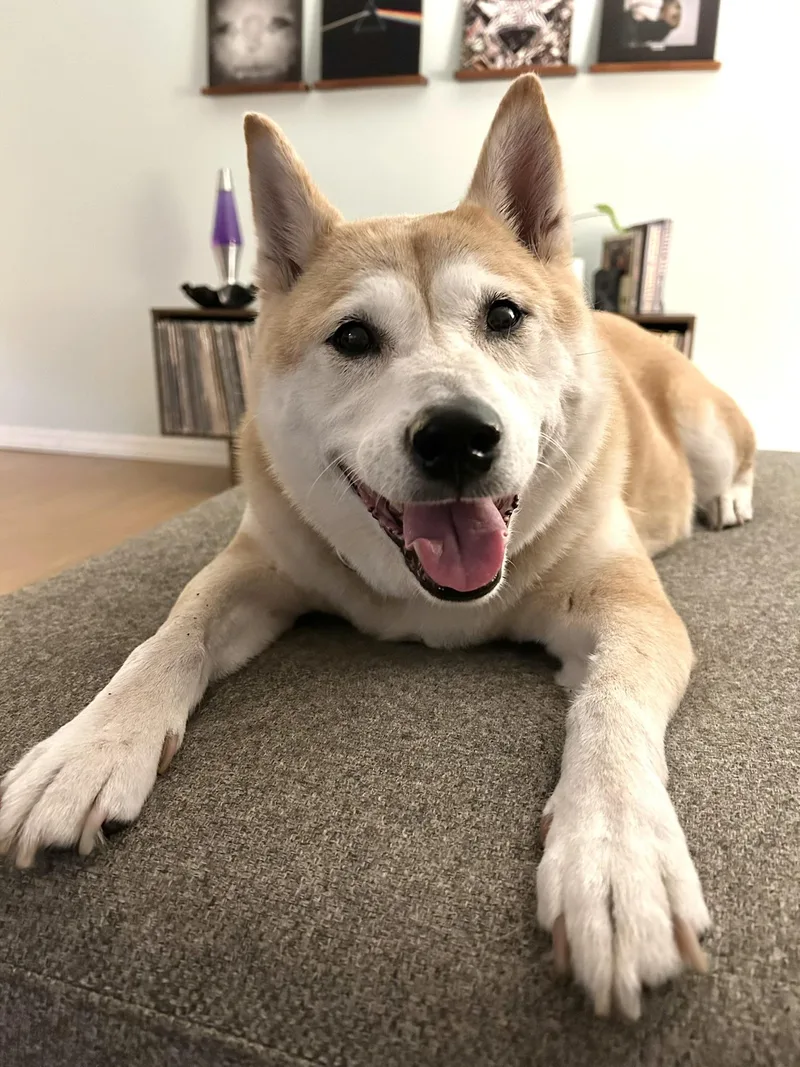 A senior medium-sized male Red / Chestnut / Orange Shiba Inu dog named Ronin for adoption in Plant City, FL