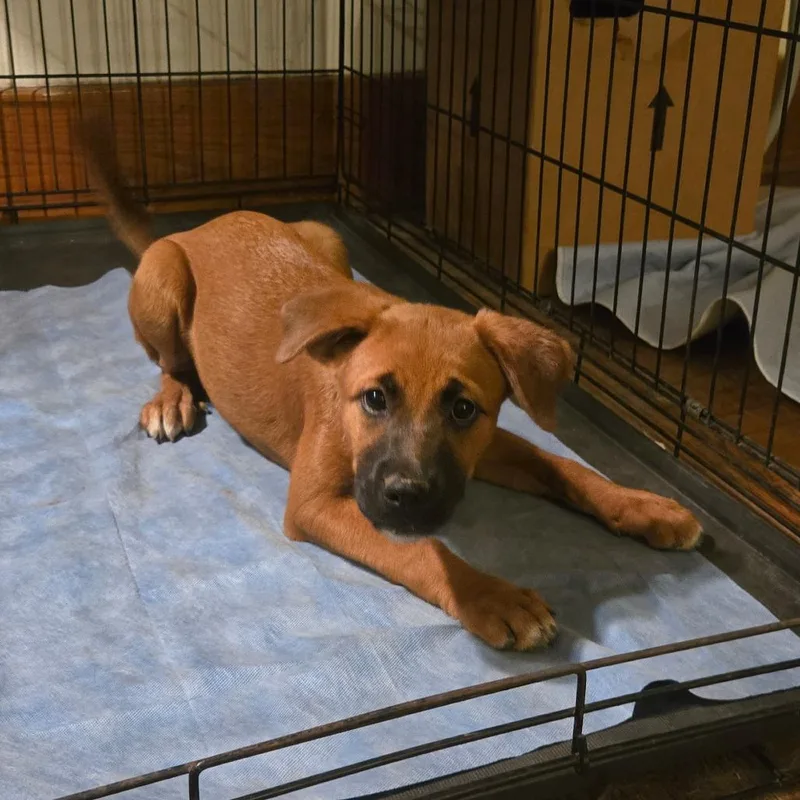 A baby small-sized female Black Hound dog named Shirley for adoption in Southington, OH