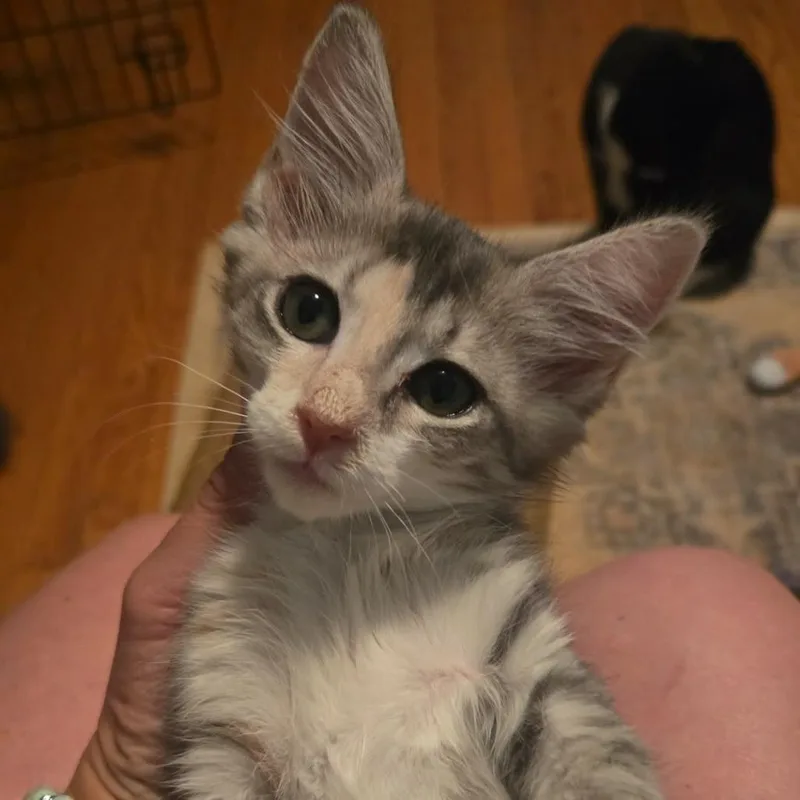 A baby small-sized female Calico Domestic Medium Hair cat named Pooh for adoption in Rocky Mount, VA