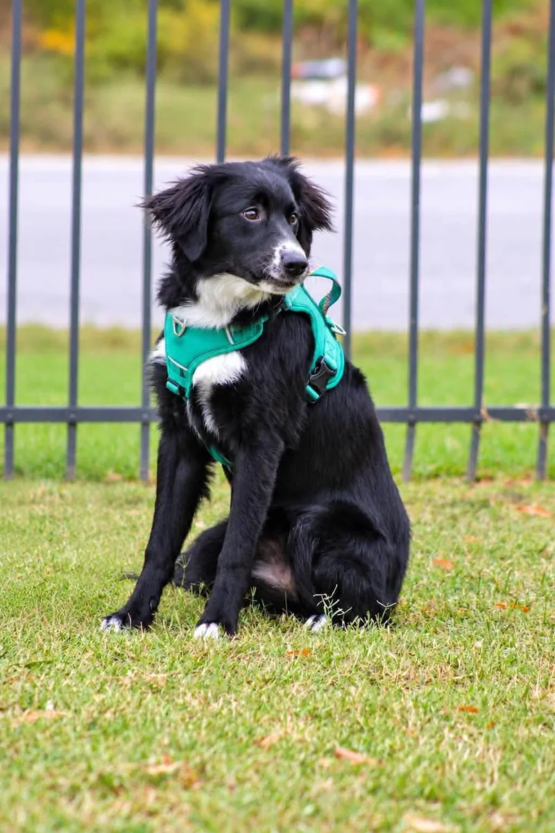 A baby medium-sized female Harlequin Border Collie dog named Jesse for adoption in Fort Mill, SC