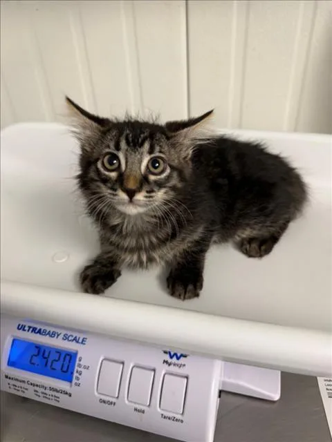 A baby small-sized female Brown / Chocolate Domestic Medium Hair cat named Hazel for adoption in Woodland, CA