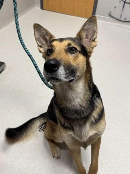 An adult large-sized male German Shepherd Dog dog named Fetch for adoption in Missoula, MT