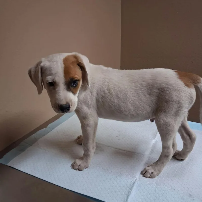 A baby small-sized male White / Cream Mixed Breed dog named Spike for adoption in Stilwell, OK