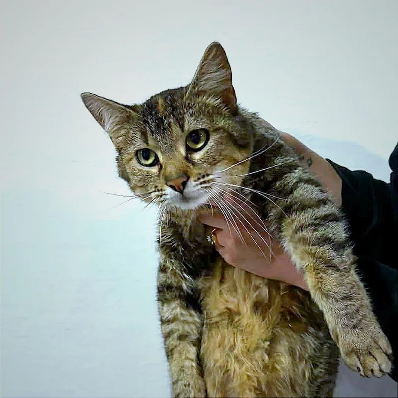 An adult small-sized female Torbie Domestic Short Hair cat named Robbie for adoption in Hannibal, MO
