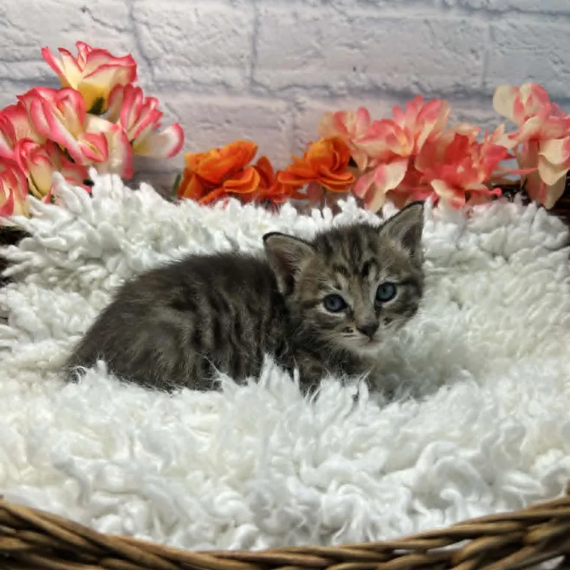 A baby small-sized female Brown / Chocolate Domestic Short Hair cat named Star for adoption in Harrisonburg, VA