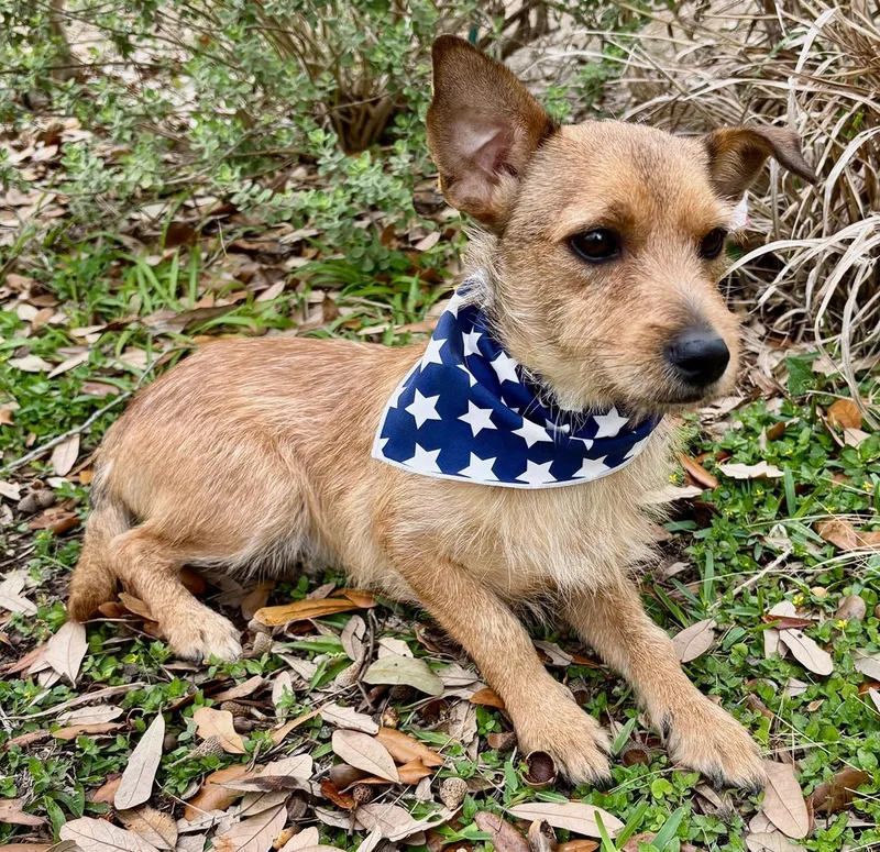 Little Rudy  Such thumbnail 2