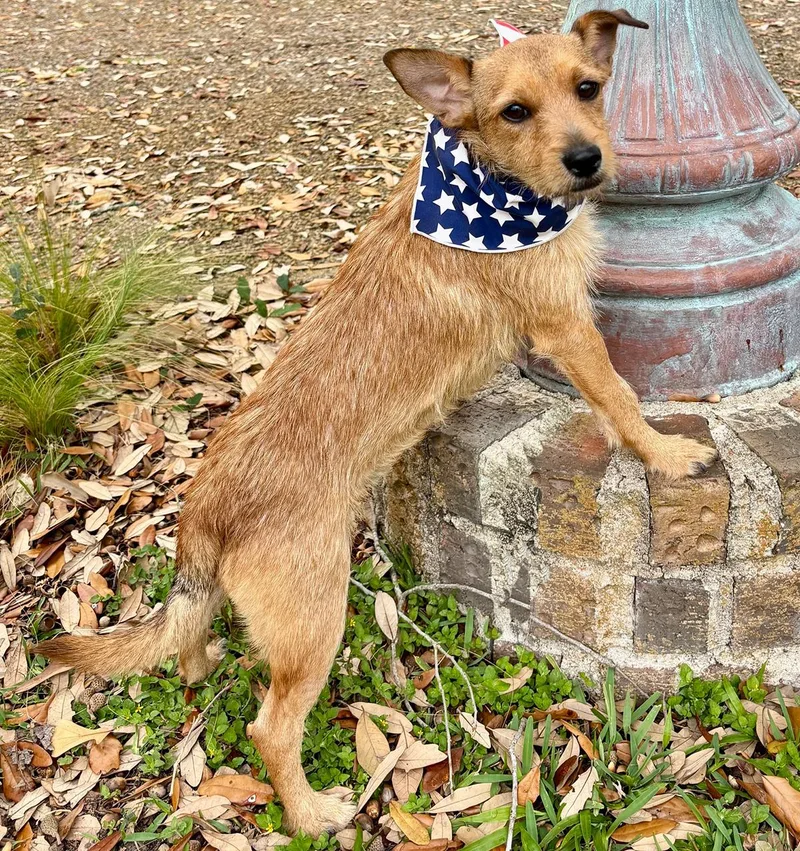 Little Rudy  Such thumbnail 3