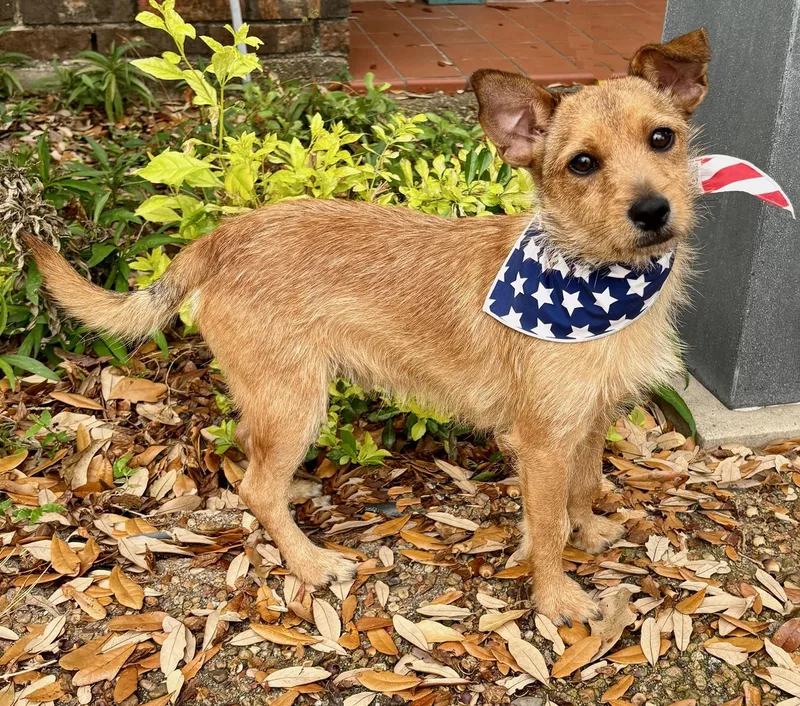 Little Rudy  Such thumbnail 4