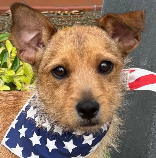 Little Rudy  Such thumbnail 5