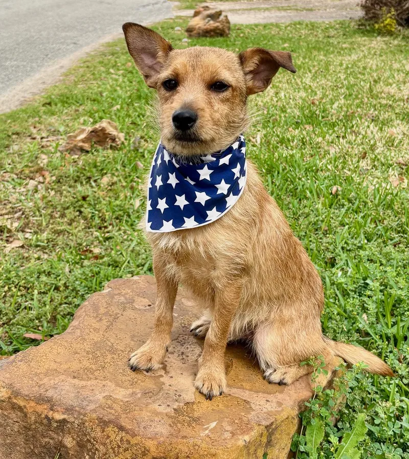 Little Rudy  Such thumbnail 6