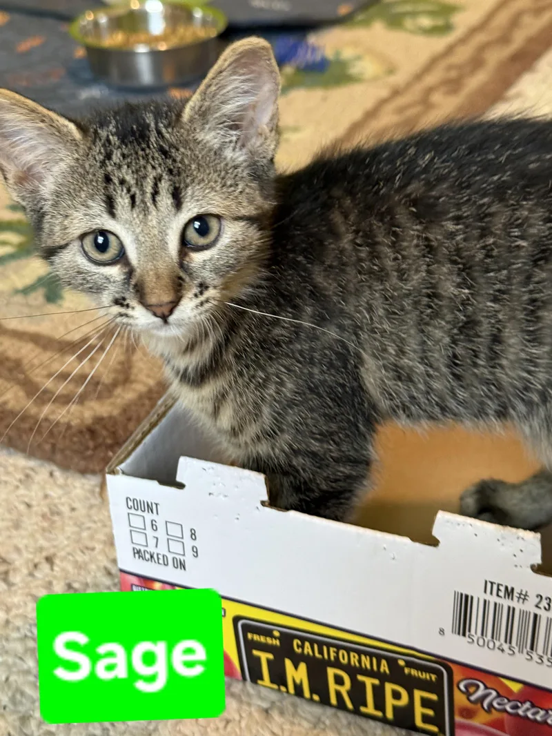 A baby small-sized female Tabby (Brown / Chocolate) Tabby cat named Sage siblings are Rosemary for adoption in Brighton, MI