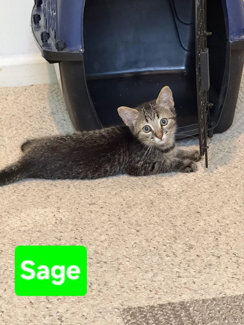 Sage siblings are Rosemary thumbnail 2
