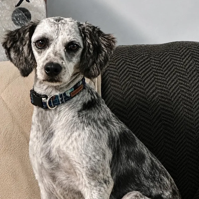 An adult medium-sized female Merle (Blue) Goldendoodle dog named Belle for adoption in Hop Bottom, PA