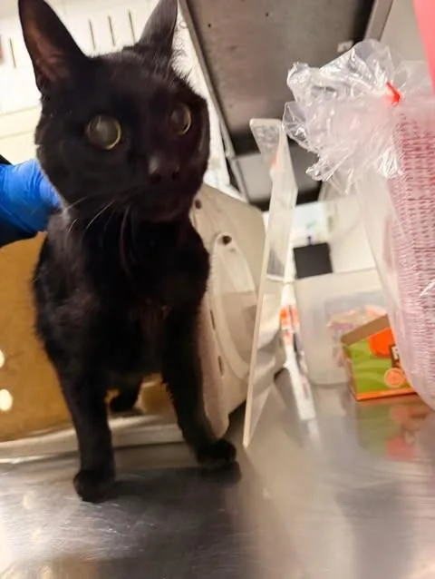 An adult medium-sized female Black Domestic Short Hair cat named Gladys for adoption in Fruit Heights, UT