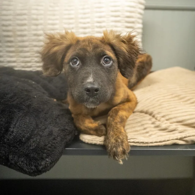 A baby medium-sized female Shepherd dog named Barbie for adoption in Pawling, NY