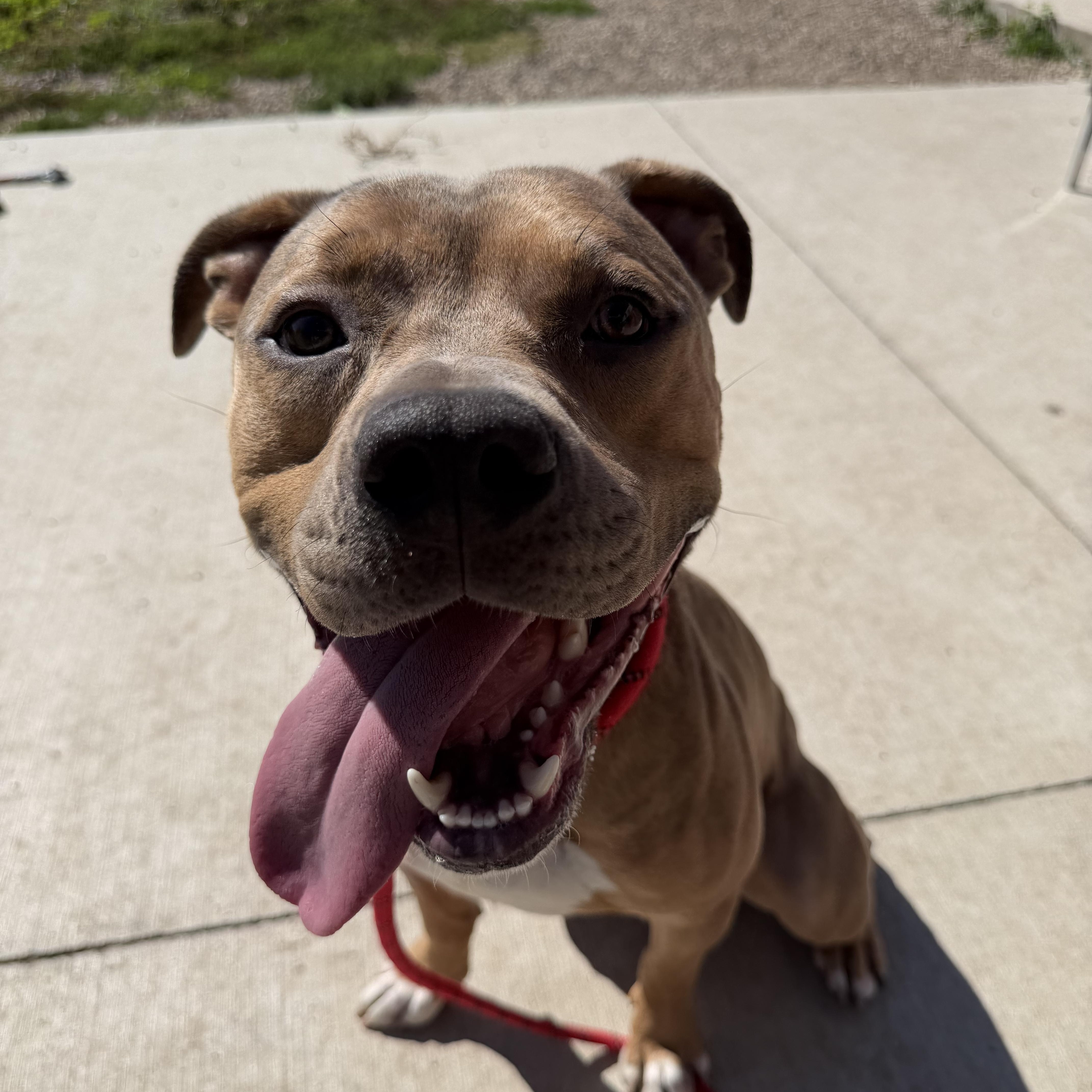 A young medium-sized male Brown / Chocolate Pit Bull Terrier dog named Clyde for adoption in Spencer, IA