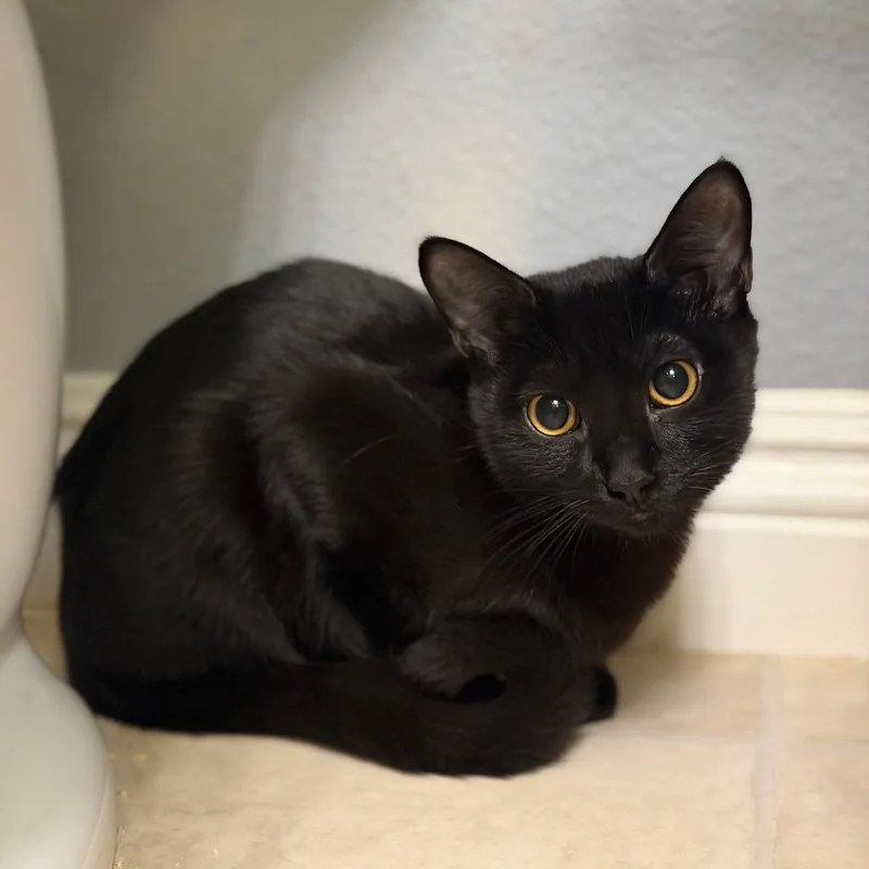 A young small-sized female Domestic Short Hair cat named Asian Zing for adoption in Las Vegas, NV