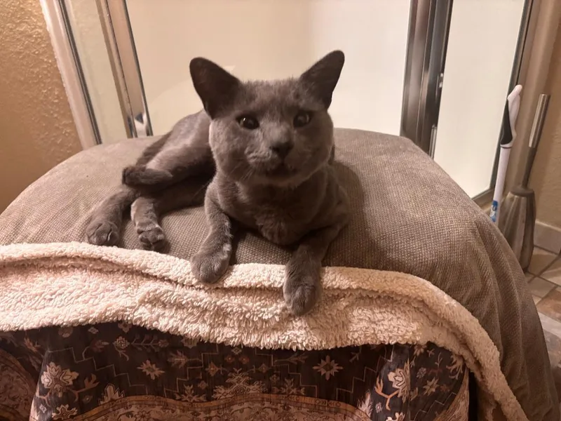 An adult large-sized male Gray / Blue / Silver Domestic Short Hair cat named Smokey for adoption in Vacaville, CA
