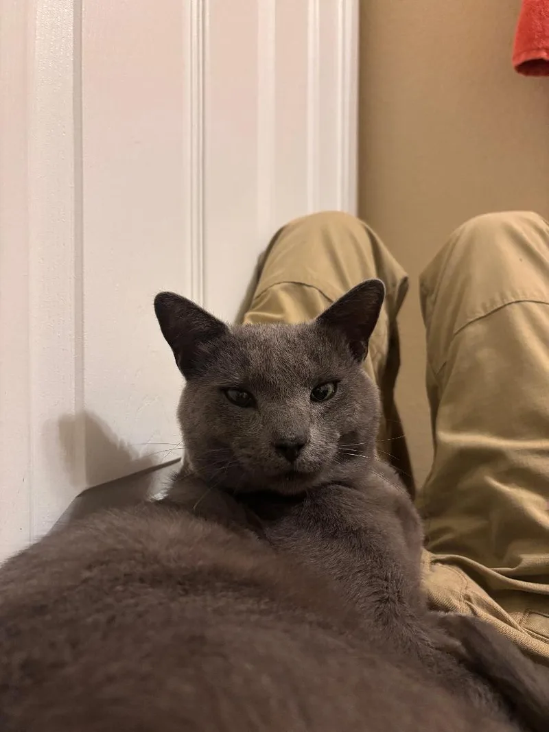 Smokey thumbnail 2
