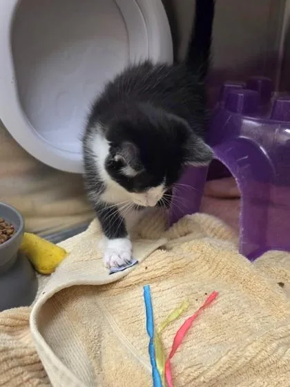 A baby small-sized female Domestic Short Hair cat named Fancy Feast for adoption in Westland, MI
