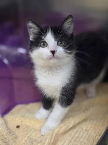 Fancy Feast thumbnail 2