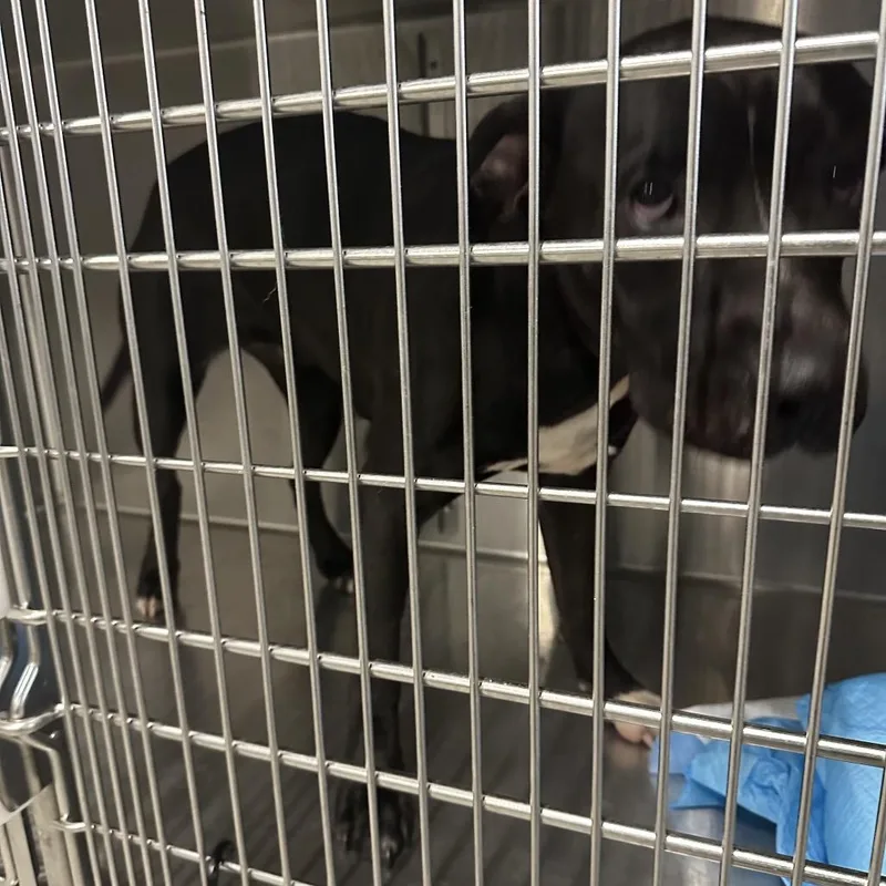 A young medium-sized female Black Pit Bull Terrier dog named Calli for adoption in Greensboro, NC