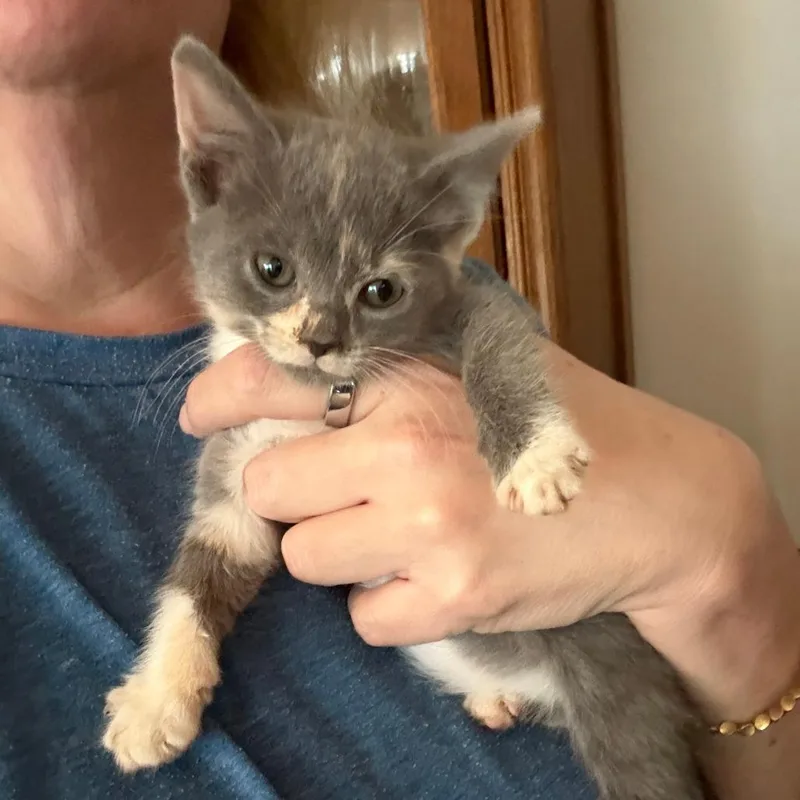 A baby small-sized female Calico Domestic Medium Hair cat named Sadie for adoption in Houston, TX
