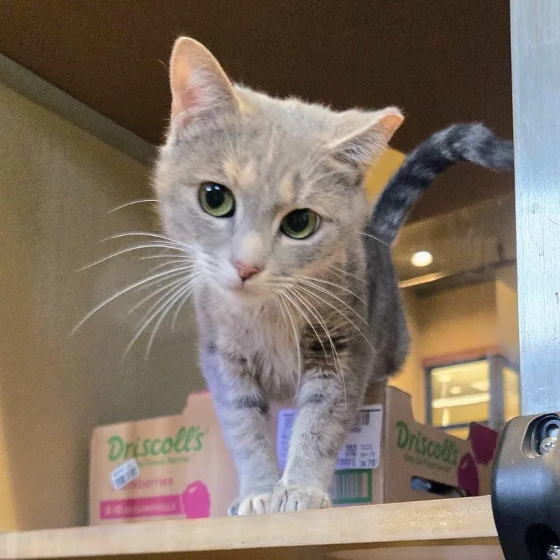 A young medium-sized female Domestic Short Hair cat named Artemis for adoption in Douglasville, GA