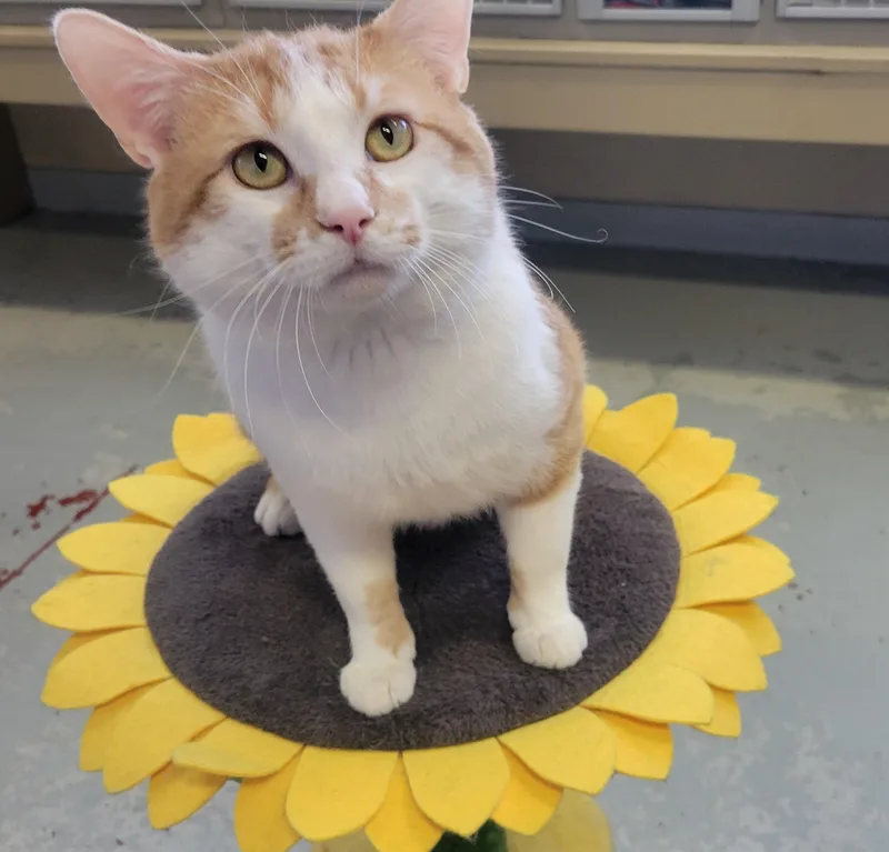 An adult medium-sized male Orange & White Domestic Short Hair cat named Blitz for adoption in Mason City, IA