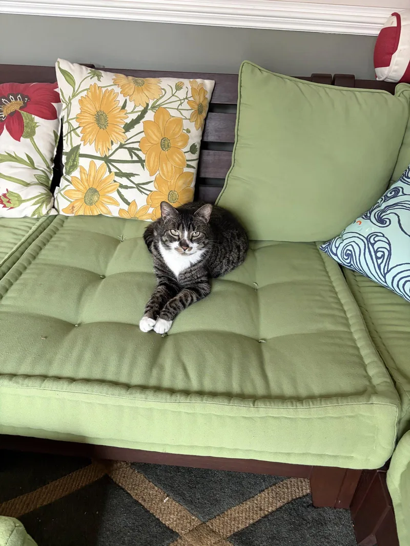 An adult medium-sized male Tabby cat named Othellokc for adoption in Greenville, DE