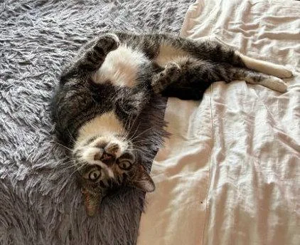 Othellokc thumbnail 2