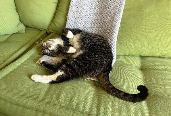 Othellokc thumbnail 3