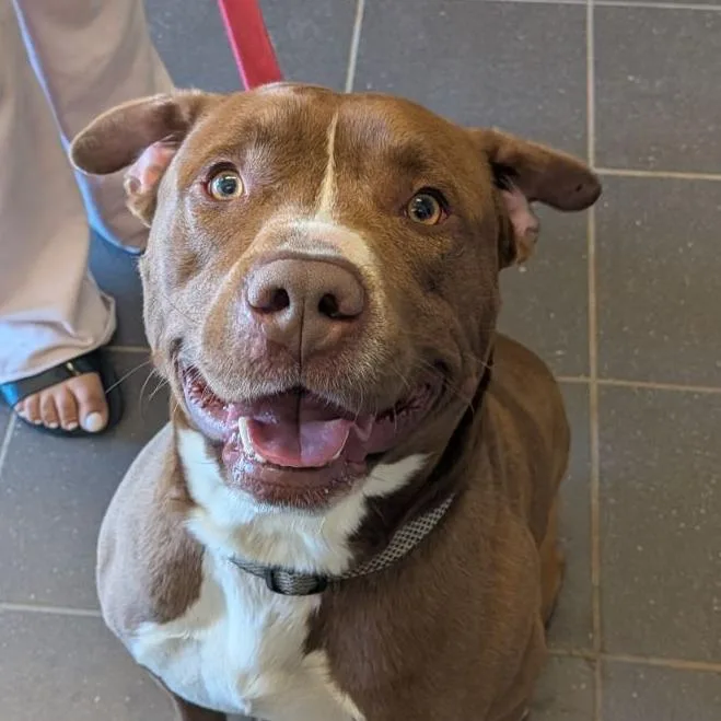 An adult large-sized male Brown / Chocolate Mixed Breed dog named Charlie Brown for adoption in Fairport, NY
