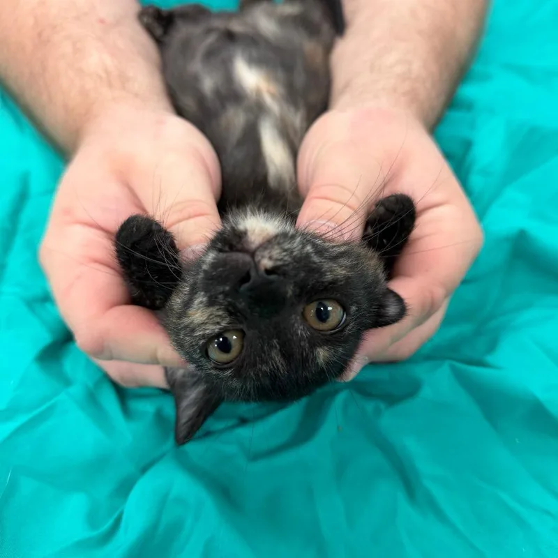 A baby small-sized female Black Domestic Short Hair cat named Octopus for adoption in Port Charlotte, FL