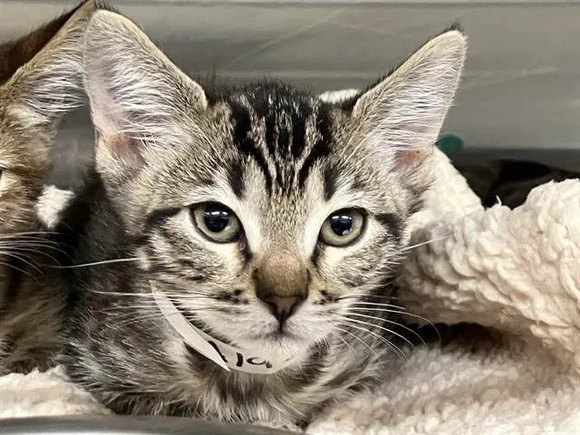 A baby small-sized female Domestic Short Hair cat named Daisy for adoption in Tustin, CA