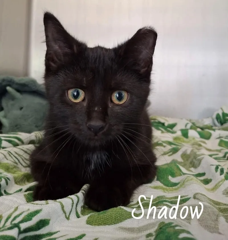 Shadow thumbnail 2